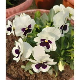 Heirloom 50- Pansy Flower Seeds Silverbride Pansies Cold Hardy