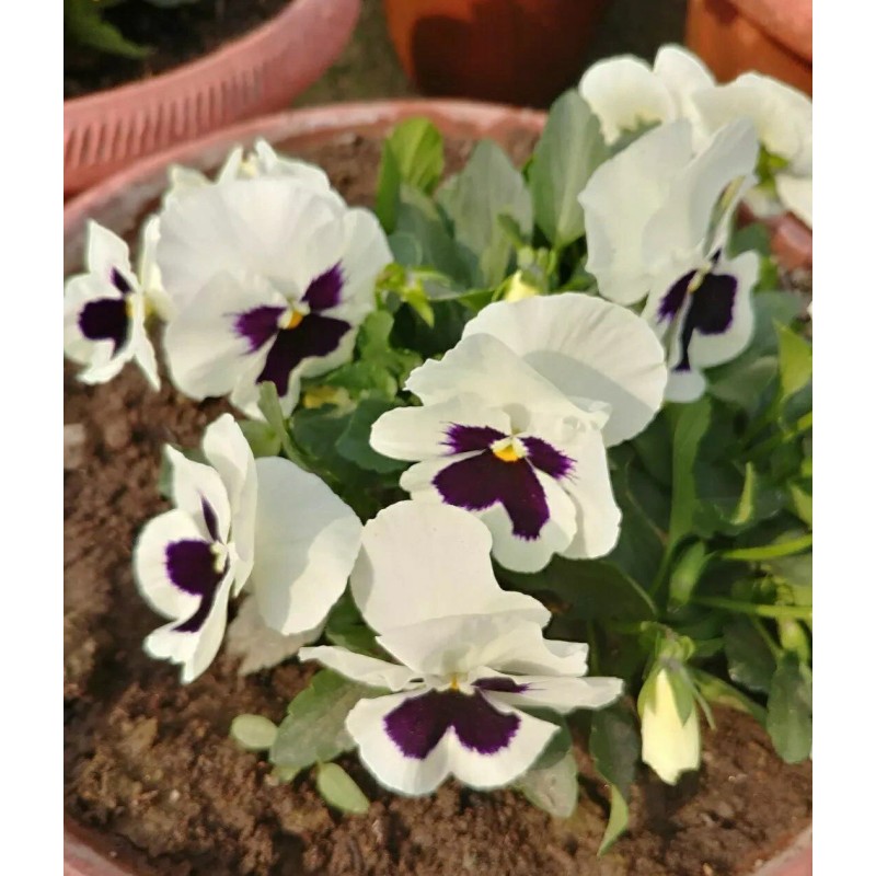 Heirloom 50- Pansy Flower Seeds Silverbride Pansies Cold Hardy