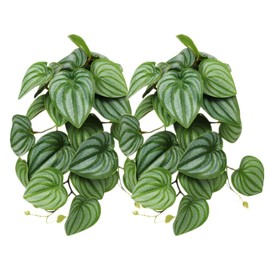 WOLEDOE 2Pack Reptile Fake Plants for Terrarium, Snake Tank Accessories, Habitat Decor Artificial Hanging Plants with Suction Cup - Fake Calathea Orbifolia