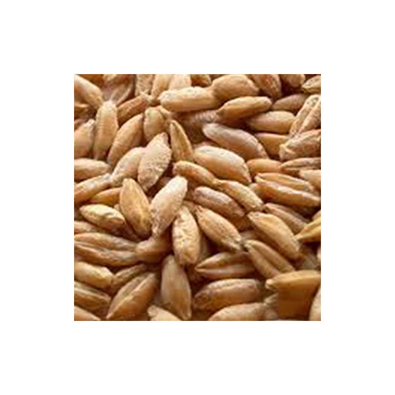 Triticale Grain Seeds - 25 g Packet ~650 Seeds -