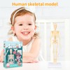 Lotvic Mini Human Skeleton Model, 35cm Skeleton Model with Movable