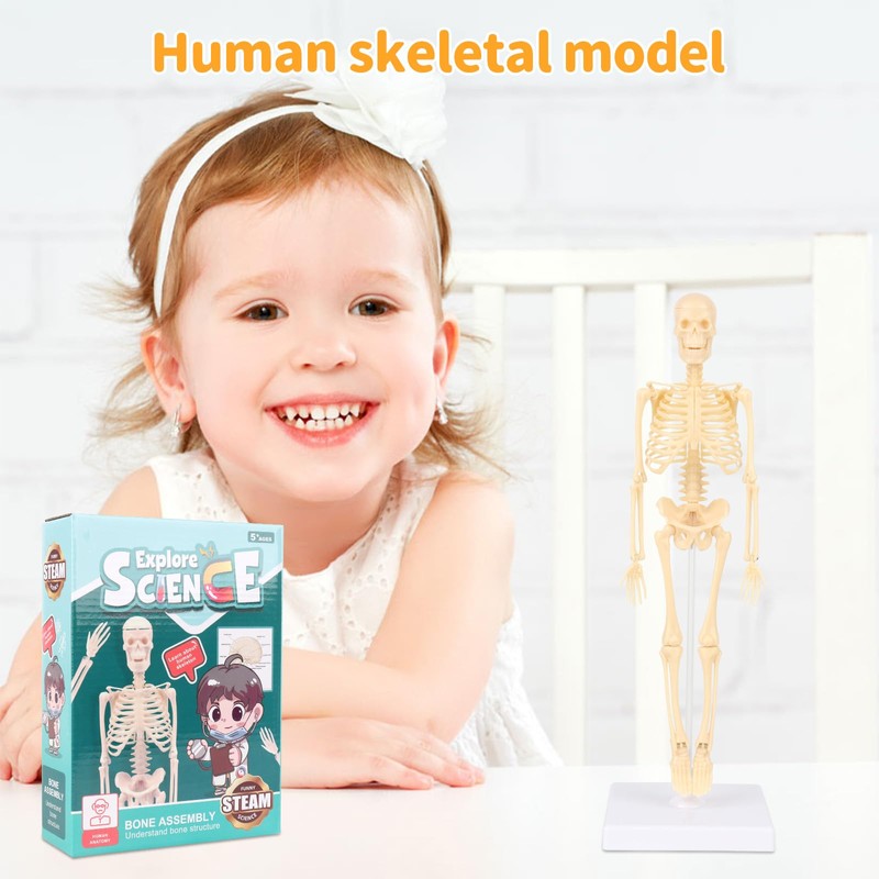 Lotvic Mini Human Skeleton Model, 35cm Skeleton Model with Movable