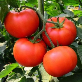 Southeast Seeds Homestead Tomato Seeds, NON-GMO, Heirloom, Determinate, Variety Sizes, FREE SHIP - 100 Seeds