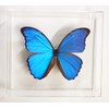 Mounted Rainforest Butterfly: Blue Morpho didius Airtight Acrylic Frame (8"