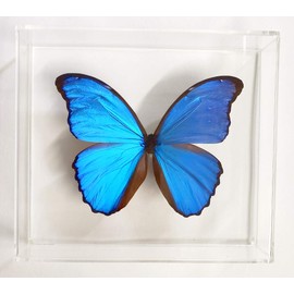 Mounted Rainforest Butterfly: Blue Morpho didius Airtight Acrylic Frame (8" x 7" x 1.5")