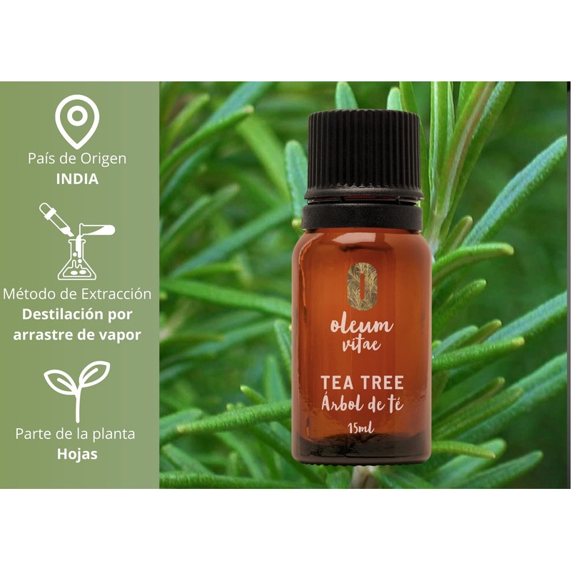OLEUM VITAE Aceite Esencial de Eucalipto Eucalyptus Globulus 100% Puro