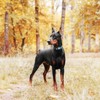 haapaw 2 Packs Martingale Dog Collar with Quick Release Buckle