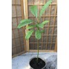 Avocado Fruit Tree Seedling 15” Live Plant Ready To Plant