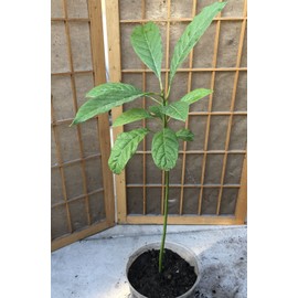 Avocado Fruit Tree Seedling 15” Live Plant Ready To Plant No Pot