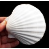 Florida Shells and Gifts 6 XL White Irish Baking Scallop