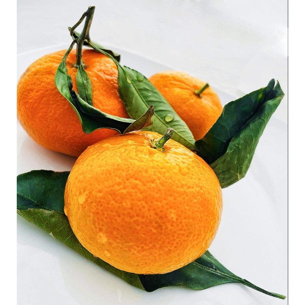 Fresh Satsuma Mandarin from California (4)