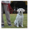 YYKSYDPT Long Leads 5m/10m/15m/20m,Suitable for Big and Medium Dogs,Tangle-Free Long