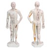 Human Body Acupuncture Model Professional Portable Meridian Points Model for