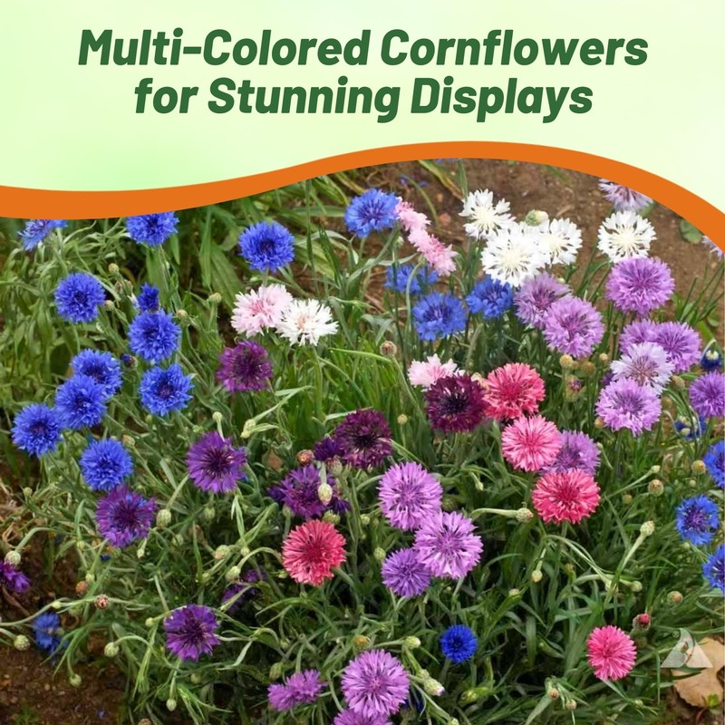 Outsidepride Dwarf Polka Dot Mix Cornflower Seeds - 1000 Pcs.