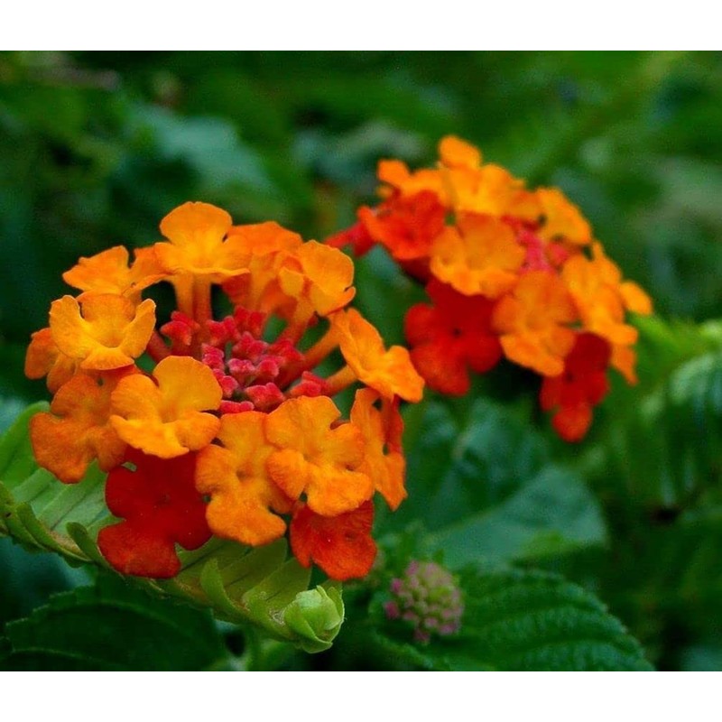 Lantana Mix 100+ Seeds Flowers Planting for Outdoor or Indoor