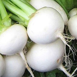 White Egg Turnip Seeds - 2 g ~650 Seeds - Heirloom, Open Pollinated, Non-GMO, Farm & Vegetable Gardening & Micro Greens Seeds - AKA: Early White Egg, Snowball