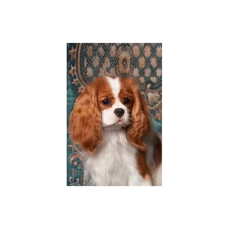 Vetriderm Jabón Dermatológico, Elanco, Para Perros (100gr)