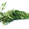 Fresh Curry Leaves 50G