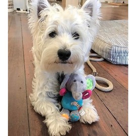 GiGwi (GiGwi) Dog Toy, Plush Friends Puffy Animal Elephant