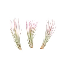 Raspberry Colorful Tillandsia Air Plants - Long Lasting Color Enhanced Live Tillandsia Succulent House Plants - Home and Garden Decor - Easy Care Indoor/Outdoor Plants (Juncea, Pack of 3)