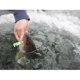 Northland Tackle Ice Fishing Thumper Spoon, Stamped Brass Flutter Spoon Ice Fishing Lure for Walleye, Crappie, & More, 10 Colors, Purple Racecar, 3/16 Oz