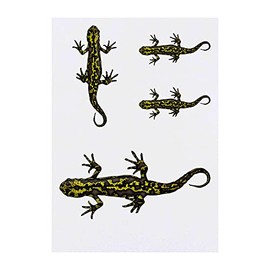 Azeeda 4 x 'Salamander' Temporäre Tattoos - Wasserfest, Hautfreundlich & Ungiftig · Transfers in Verschiedenen Größen (TO00050879)