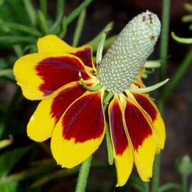 Mexican Hat Wild Flower Garden Seeds - 1 Oz - Perennial Wildflower Gardening Seeds - ratibida columnaris Forma pulcherrima