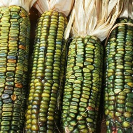 TomorrowSeeds - Oaxacan Green Dent Ornamental Corn Seeds - 90+ Count Packet - for 2024 Green Blue Gold Mix Indian Maize Native American Fall