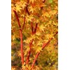 Beni Kawa Japanese Maple 3 - Year Graft