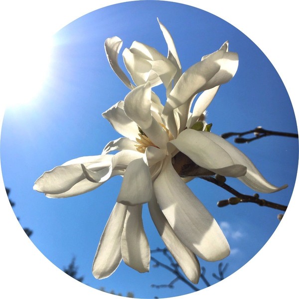 Living Libations Magnolia Flower Essential Oil, 5ml