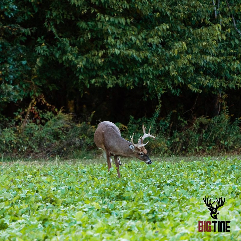 Big Tine Food Plot Mix, Advantage Turnips, 3lbs