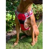 Hem and Boo Dog Harness, Sport Style, Orange, S, No-pull