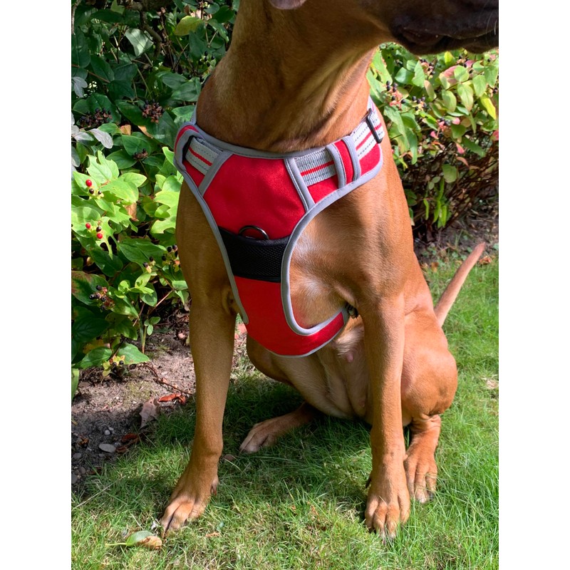 Hem and Boo Dog Harness, Sport Style, Orange, S, No-pull