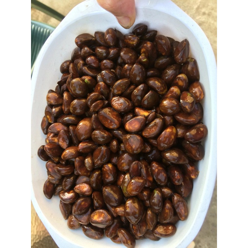 Tree 10 Organic fresh Loquat tree seeds from California bay