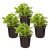Live Aromatic and Edible Herb - Lemon Balm (4 Per