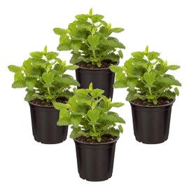 Live Aromatic and Edible Herb - Lemon Balm (4 Per Pack), Naturally Reduces Stress and Improves Air Quality, 8" Tall by 4" Wide