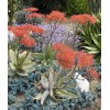 Home-Growth Aloe Striata, Coral Aloe - 20 Seeds 2025 -