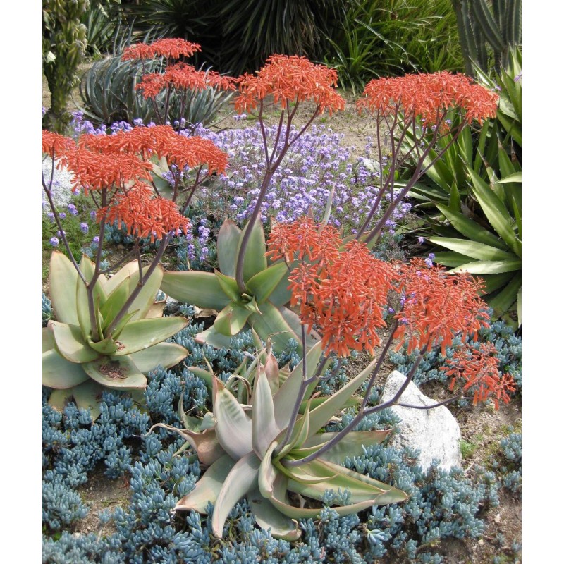 Home-Growth Aloe Striata, Coral Aloe - 20 Seeds 2025 -