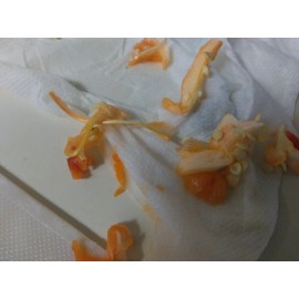 Victoria’s 100+ Seeds Sweet Red Bell Pepper Giant Vegetable Organic Fresh Harvest SEEDS!