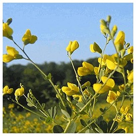 Everwilde Farms - 1 Oz Yellow Wild Indigo Native Wildflower Seeds - Gold Vault