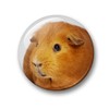 Merchandise for Fans Guinea Pig Fridge Magnets Set of 6