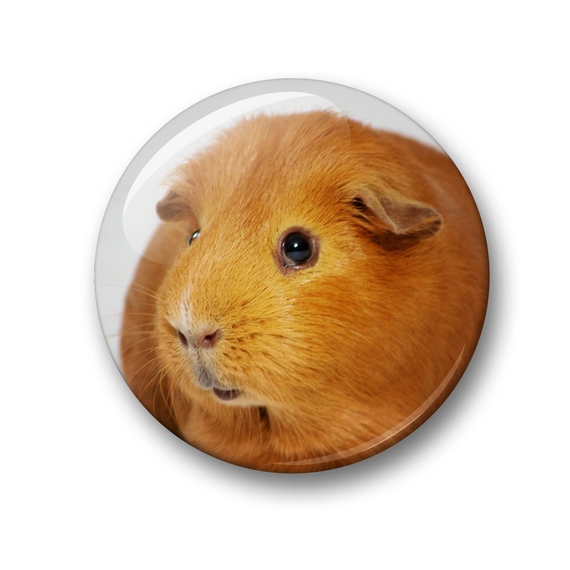 Merchandise for Fans Guinea Pig Fridge Magnets Set of 6
