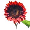 Red Sun Sunflower Seeds - Heads up to 6" Across