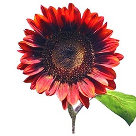 Red Sun Sunflower Seeds - Heads up to 6" Across