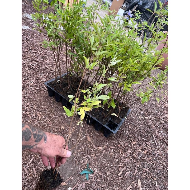 Vitex Chaste Berry - Live Plant - Chasteberry Chaste Tree