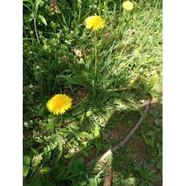 Fresh Wild Dandelion Plant 10x Dandelion plants - Live Organic/ wild herbs (Taraxacum officinale)