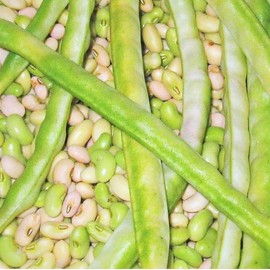 TomorrowSeeds - Texas Cream 8 Pea Seeds - 150+ Count - For 2025 Planting Southern Field Pea Crowder Non-GMO USA Vegetable Cover Crop Green Bean Grow Your Own Home Farm Patio Healthy Sustainable Living