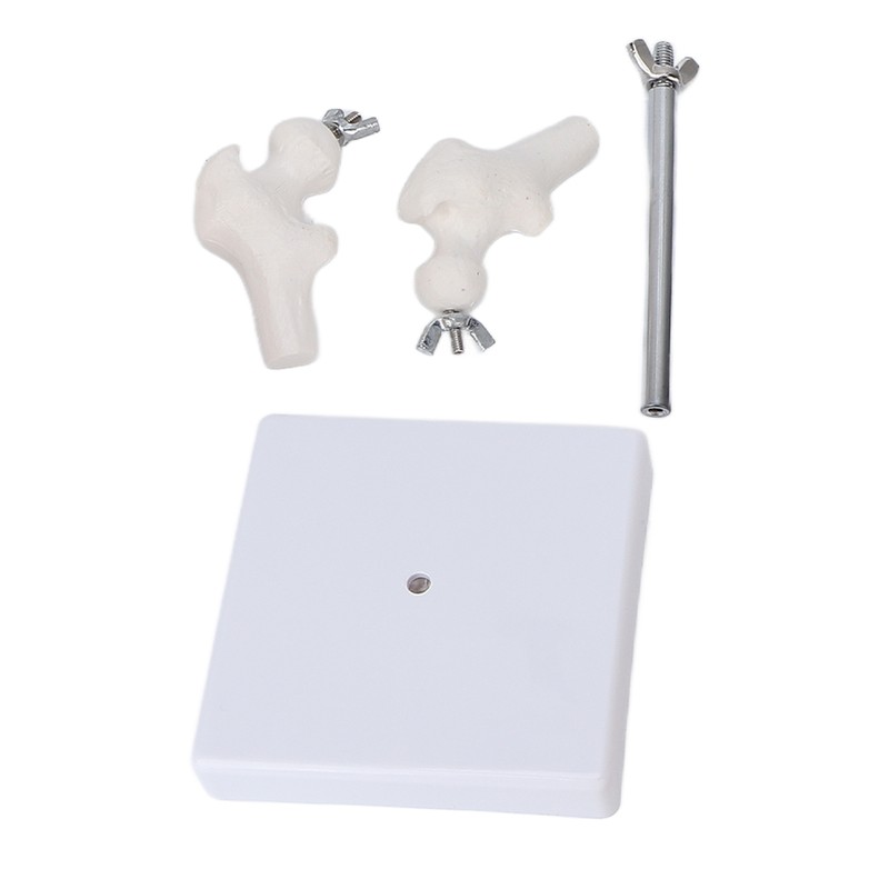 Vertebral Column Model Flexible Spine Caudal Vertebra Anatomical Model with