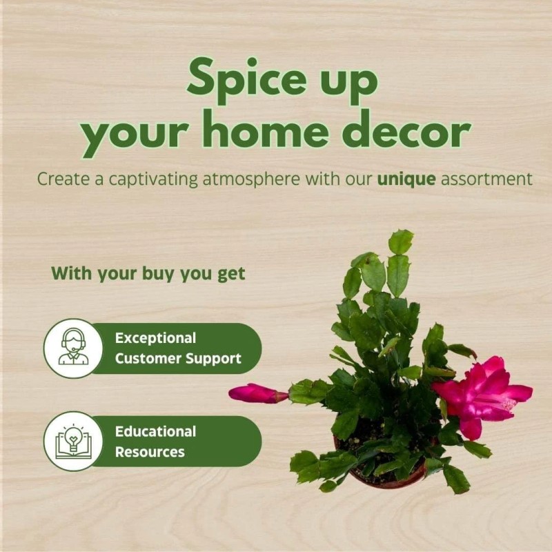 Florida House Plants Christmas Cactus, 4 inch Xmas Thanksgiving Easter