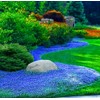 Creeping Thyme Seeds for Planting - 21000+ Blue Creeping Thyme